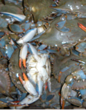 live crab fresh seafood
